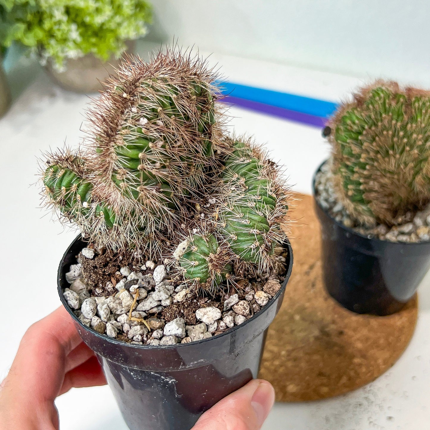 Stenocereus Hollianus Cristata (#A14) | Rare Cactus | Indoor Cactus | 3.5" Planter