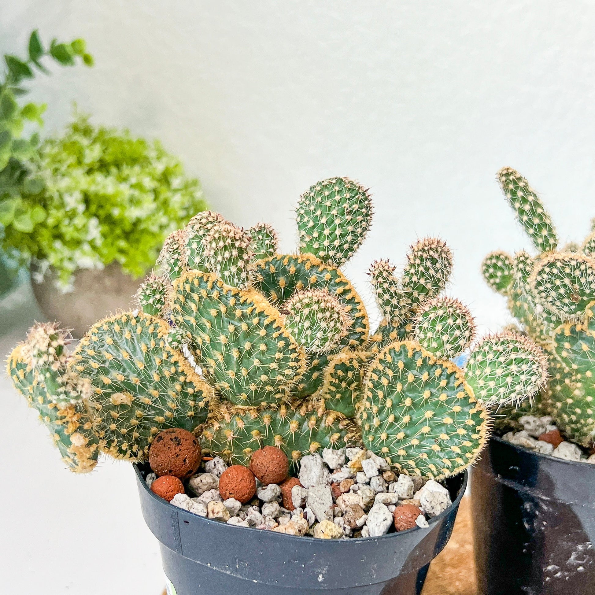 Medium Opuntia Parryi v. Serpentina Cristata (#A14) | Indoor Cactus | 3.5" Planter