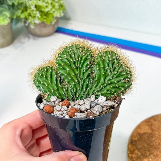 Euphorboides Cristata Cactus (#A14) | Indoor Cactus | 3.5" Planter