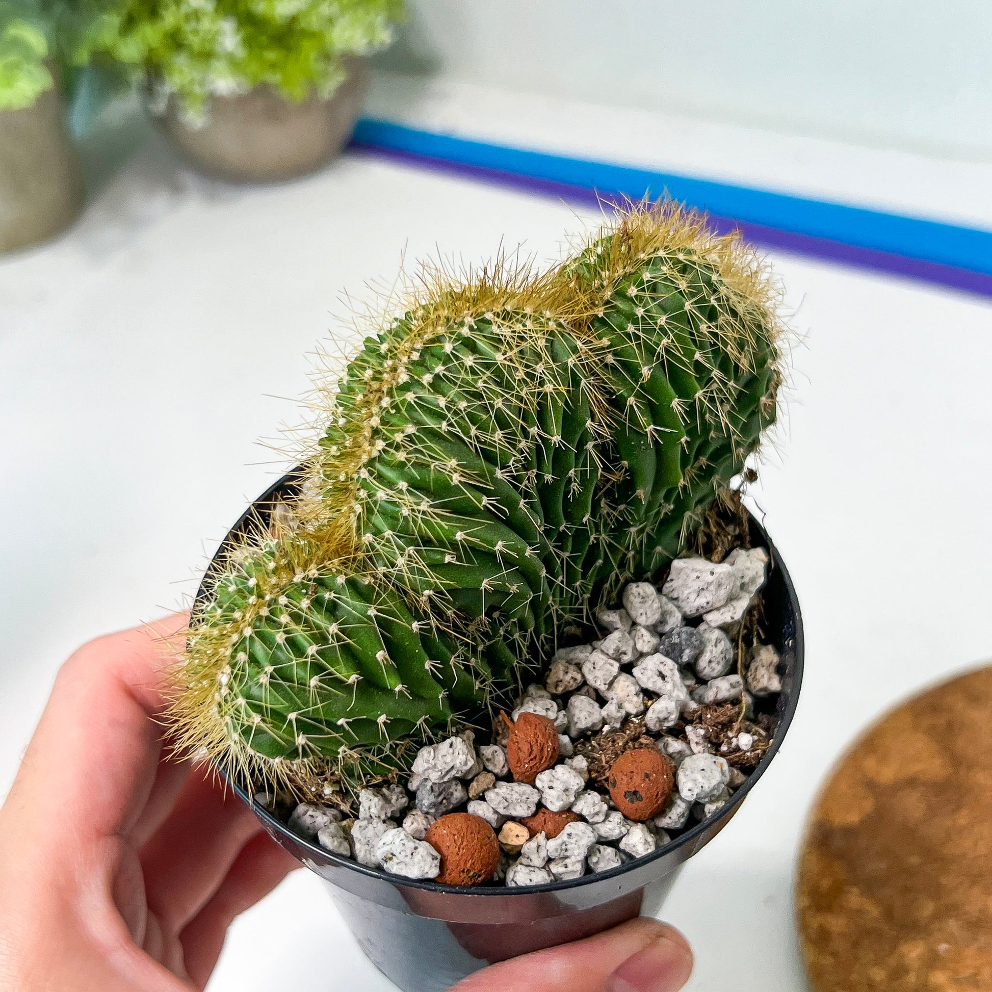 Euphorboides Cristata Cactus (#A14) | Indoor Cactus | 3.5" Planter