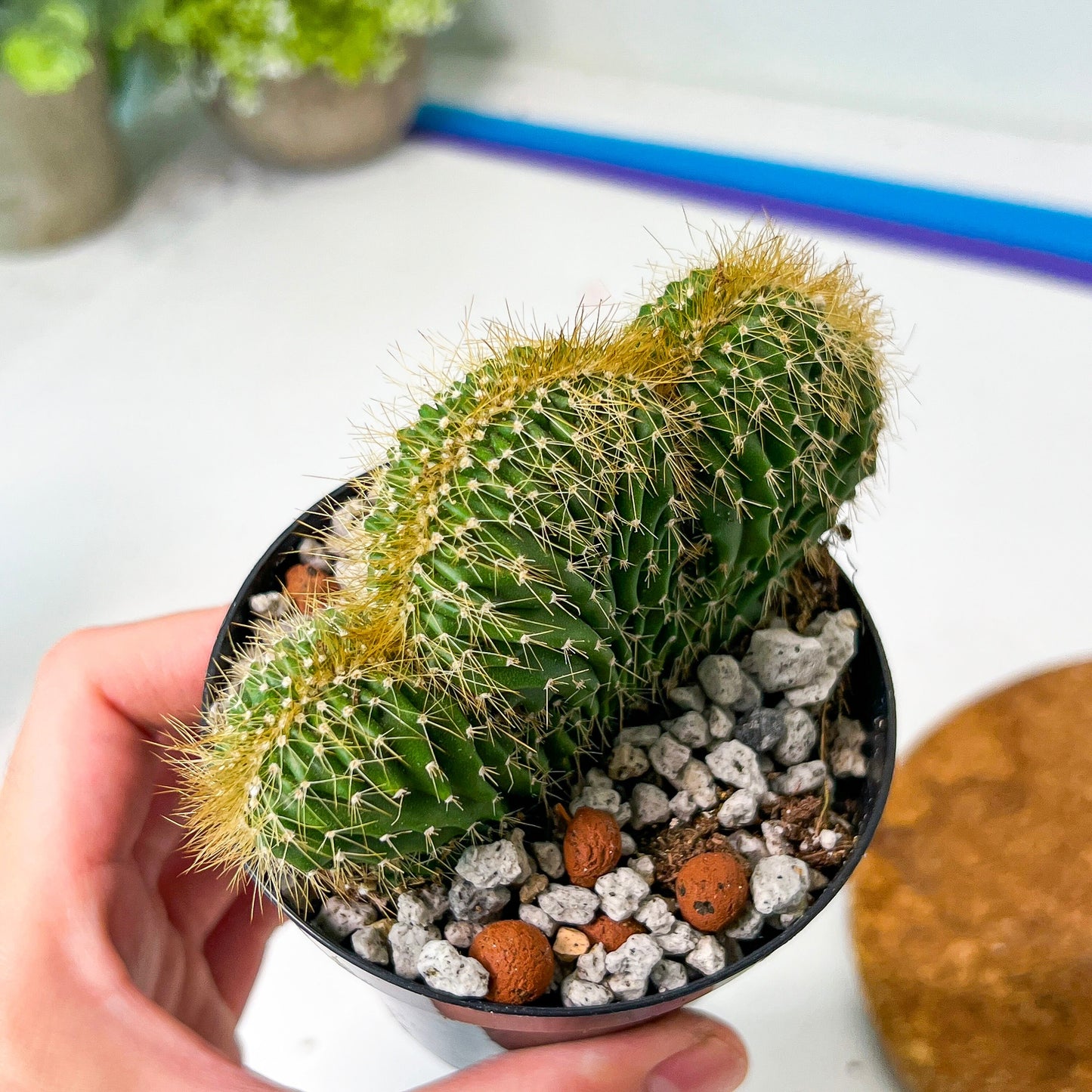 Euphorboides Cristata Cactus (#A14) | Indoor Cactus | 3.5" Planter