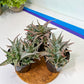 Aloe Star Blizzard (#A14) | Rare Agave | Indoor Succulents | 3.5" Planter