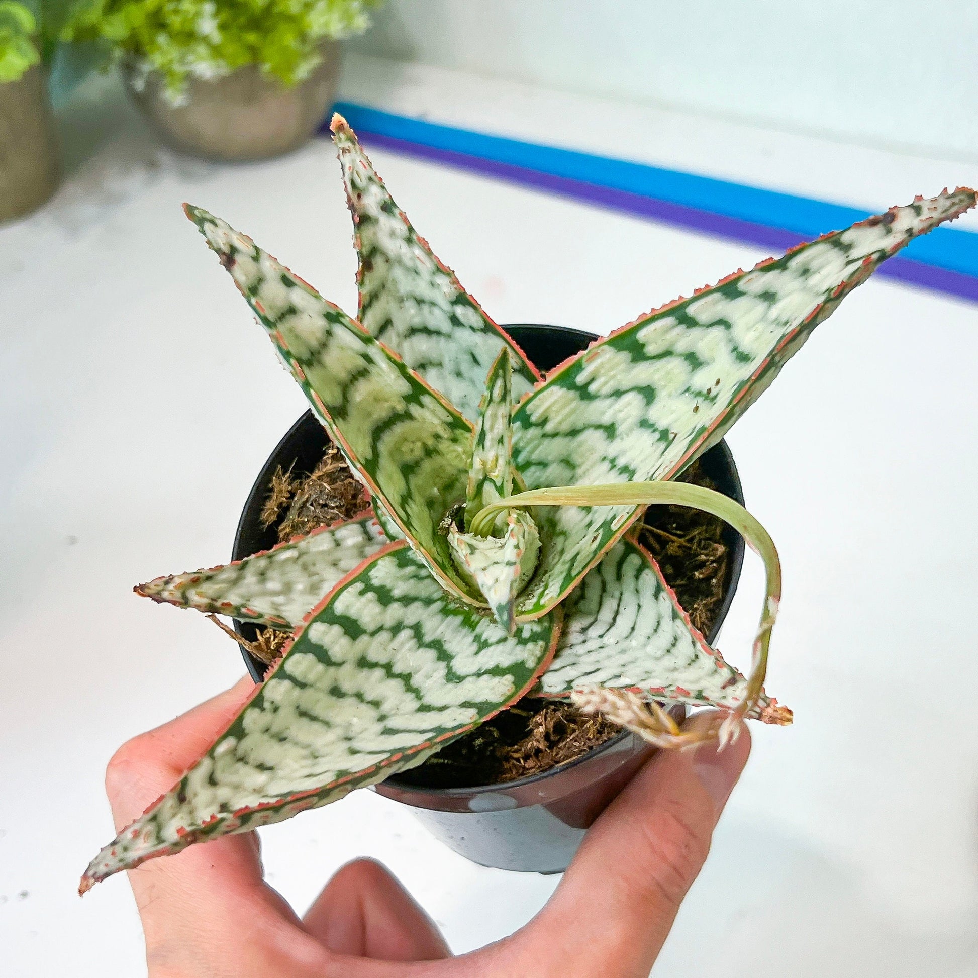 Rare - Aloe Candy Cane | Indoor Succulents | 3.5" Planter