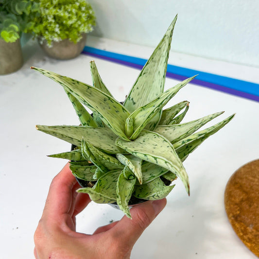 Rare Aloe Snow Drift Hybrid (#A14) | Rare Agave | Indoor Succulents | 3.5" Planter