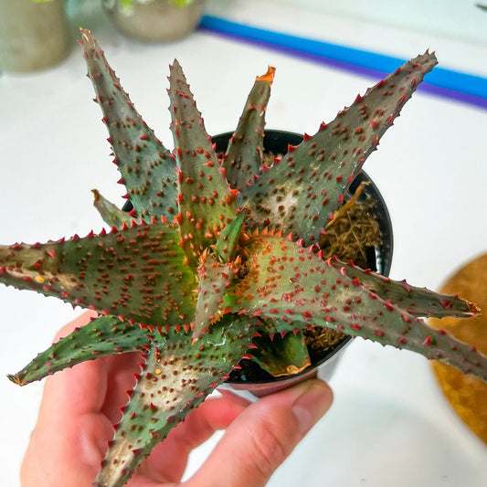Rare - Aloe AJR Hybrid | Indoor Succulents | 3.5" Planter