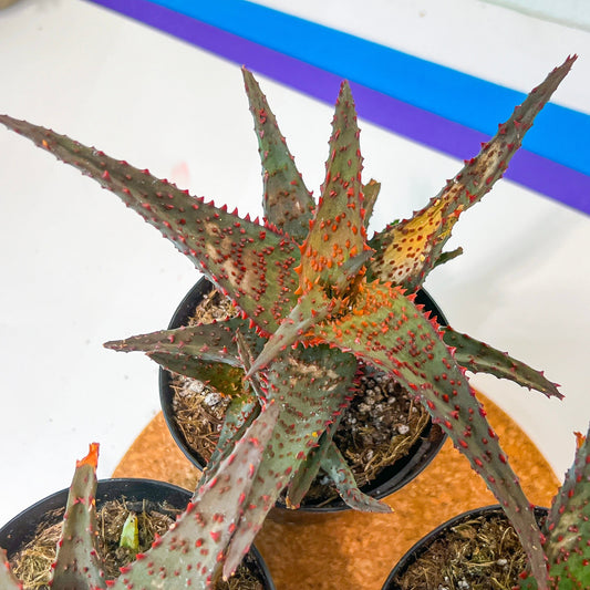 Rare - Aloe AJR Hybrid | Indoor Succulents | 3.5" Planter