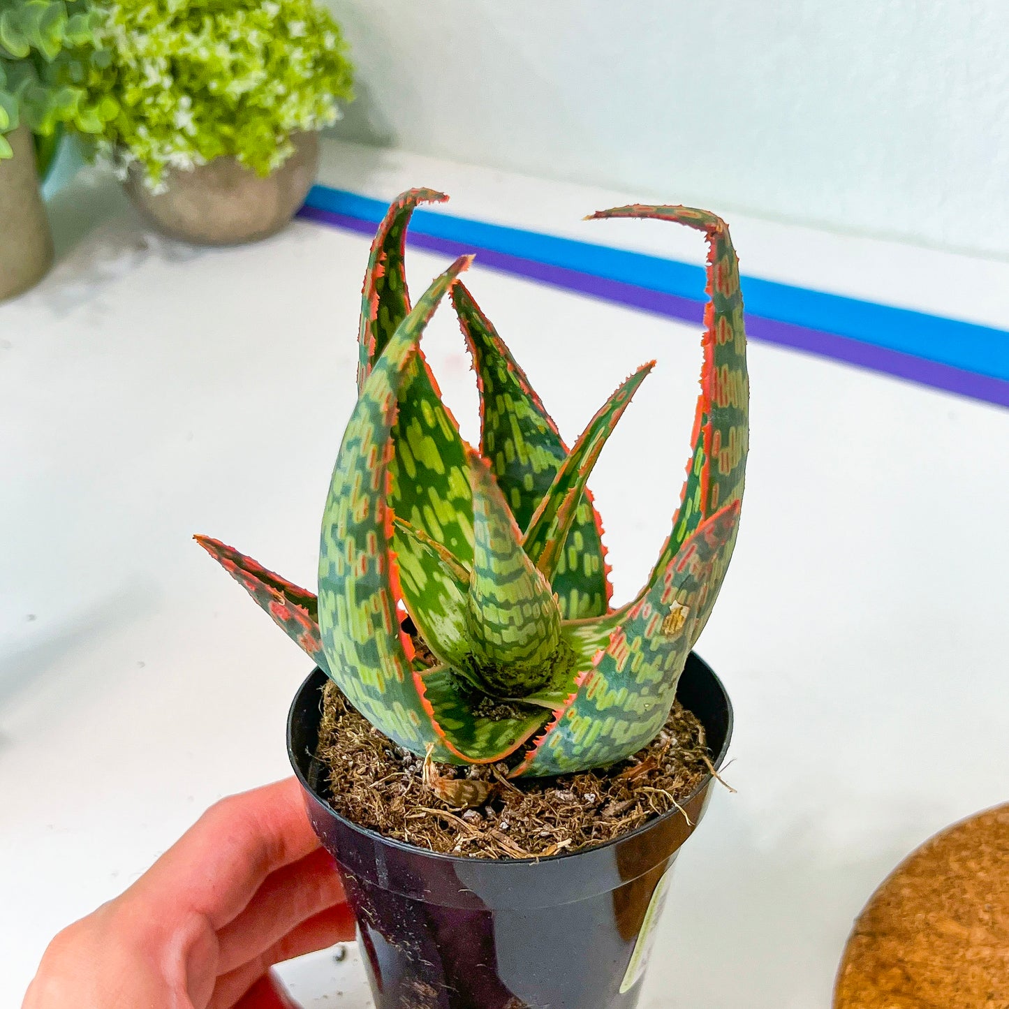 Rare - Aloe Neon Nici | Indoor Succulents | 3.5" Planter