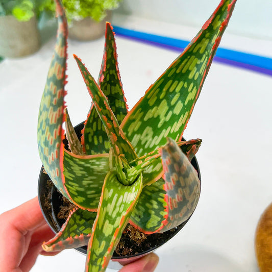 Rare - Aloe Neon Nici | Indoor Succulents | 3.5" Planter