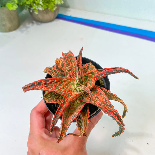 Rare - Aloe Crimson Dragon | Indoor Succulents | 3.5" Planter