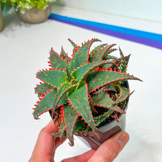 Rare - Aloe Christmas Sleigh | Indoor Succulents | 3.5" Planter