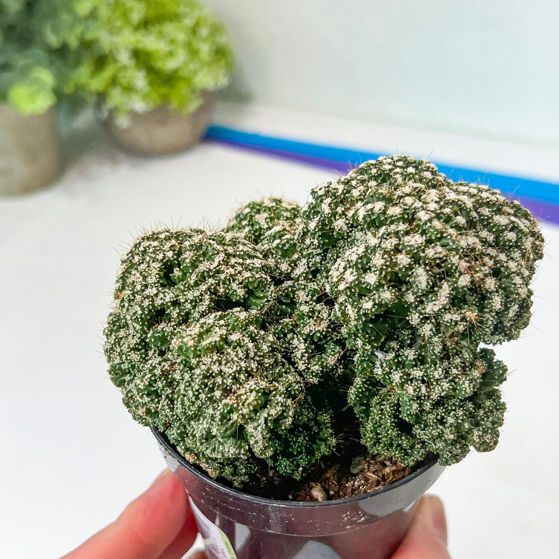Rare- Cereus Pervanianus Petra Cactus (#A14) | Indoor Cactus | 3.5" Planter