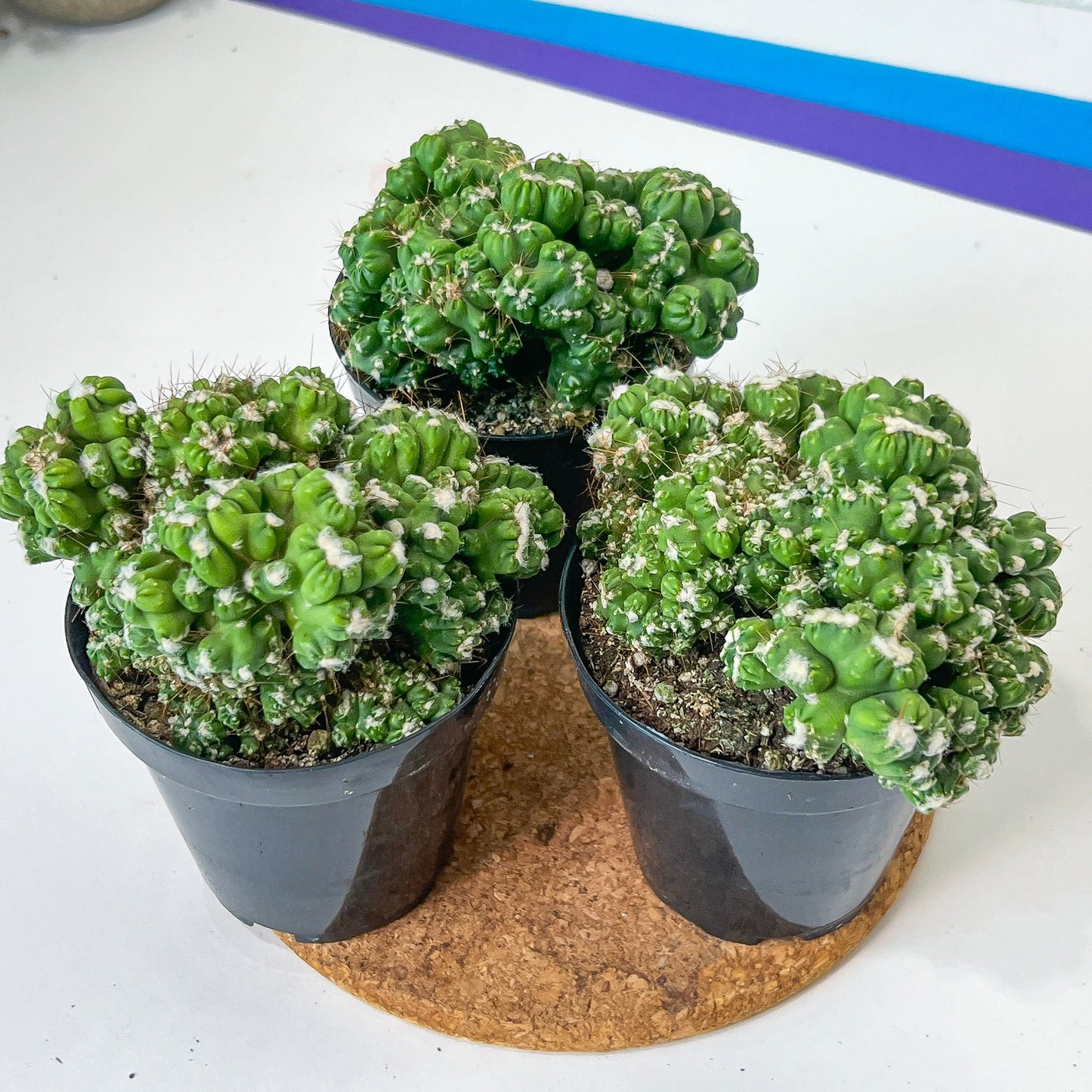 Rare- Cereus Duende Cactus (#A14) | Rare Cactus | Indoor Cactus | 3.5" Planter
