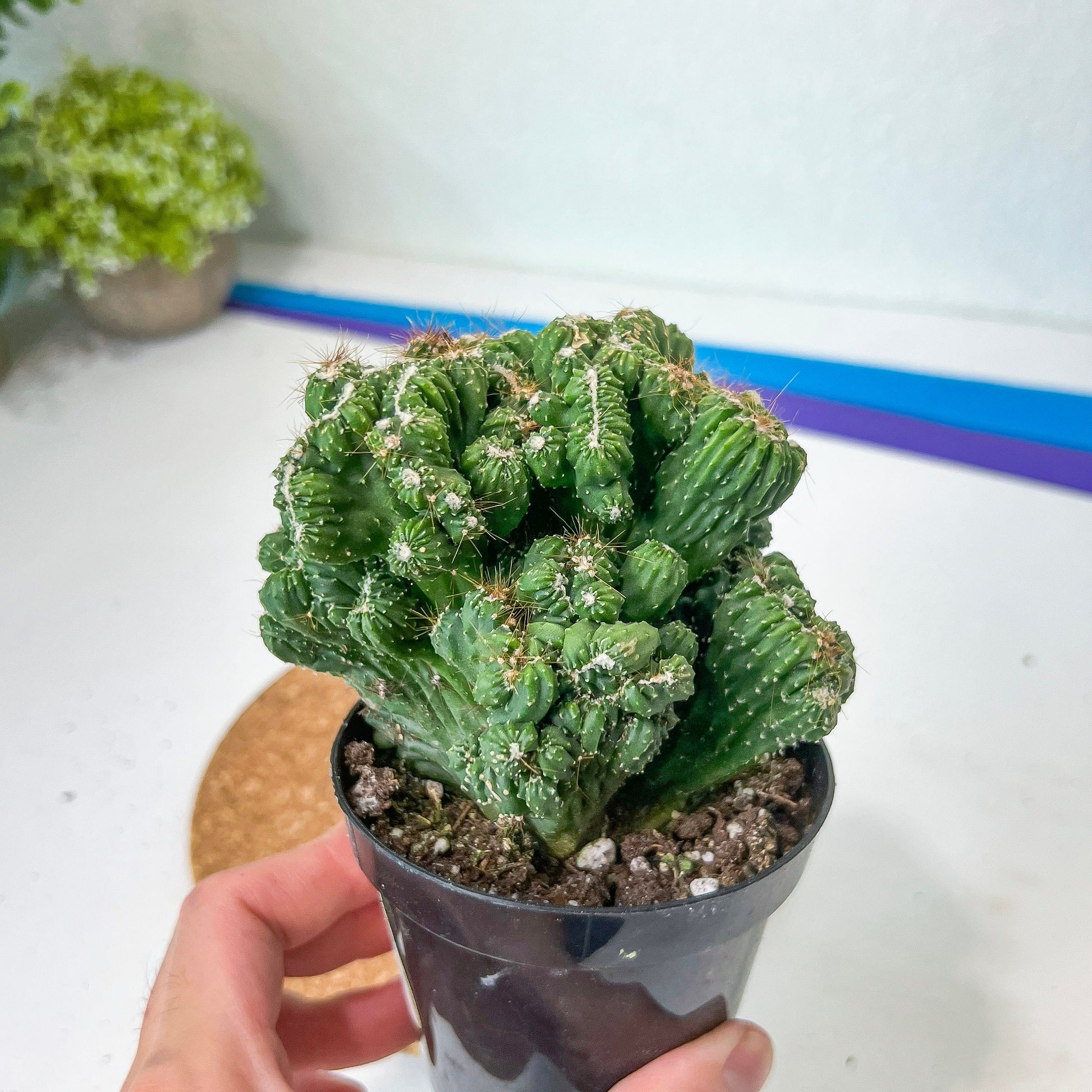 Rare- Cereus Pervanianus Yoke Num Chote (#A14) | Rare Cactus | 3.5" Planter