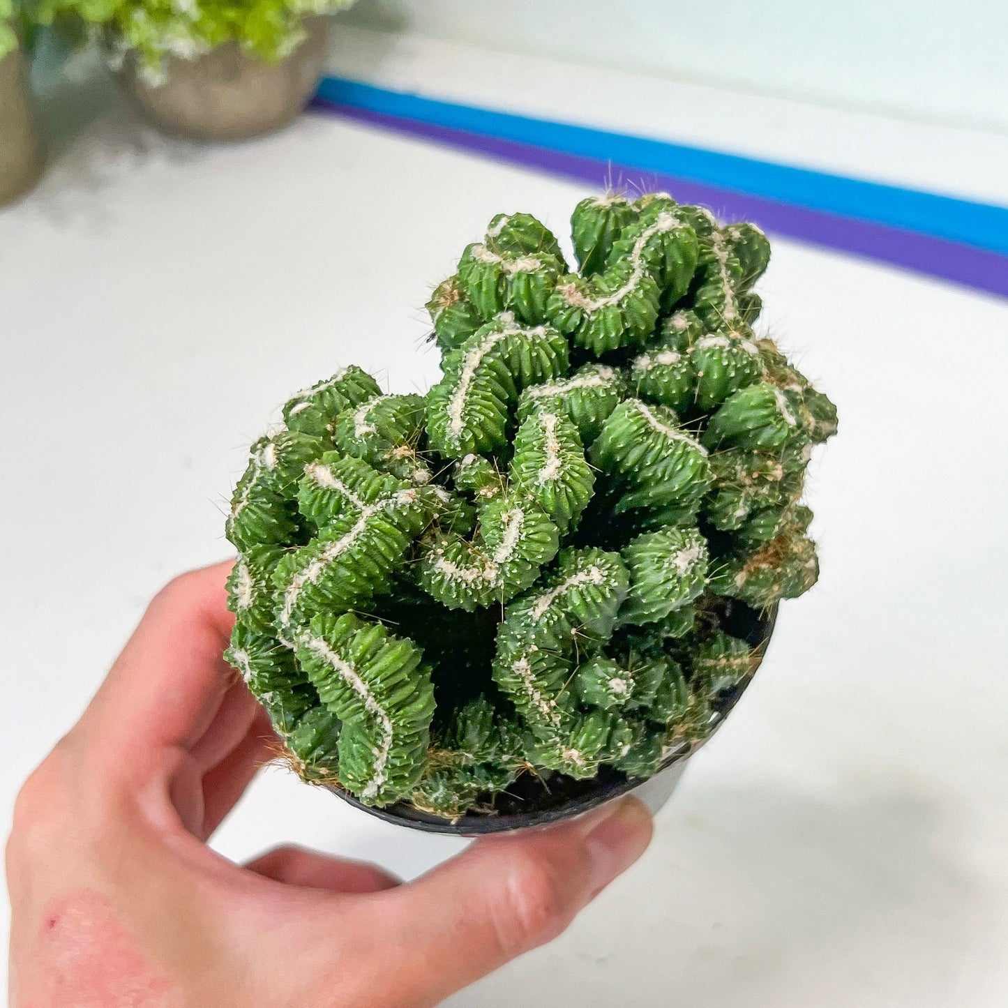 Rare- Cereus Pervanianus Yoke Num Chote (#A14) | Rare Cactus | 3.5" Planter