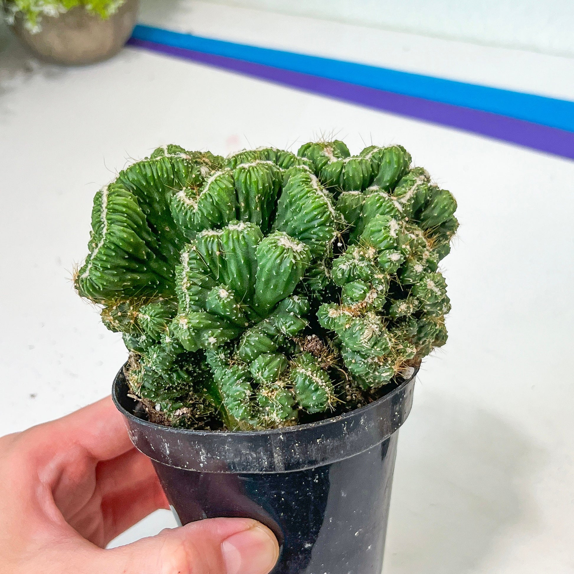 Rare- Cereus Pervanianus Yoke Num Chote (#A14) | Rare Cactus | 3.5" Planter