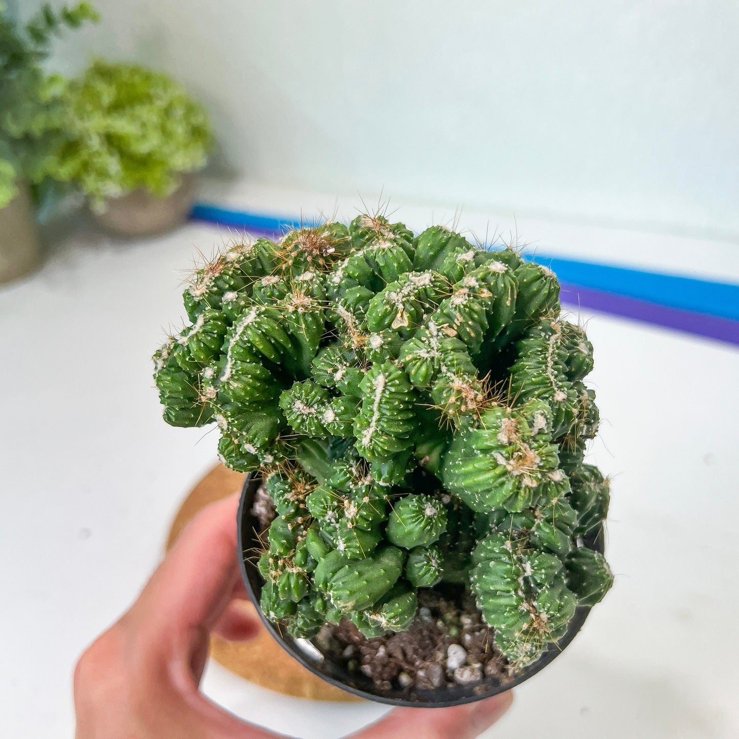 Rare- Cereus Pervanianus Yoke Num Chote (#A14) | Rare Cactus | 3.5" Planter