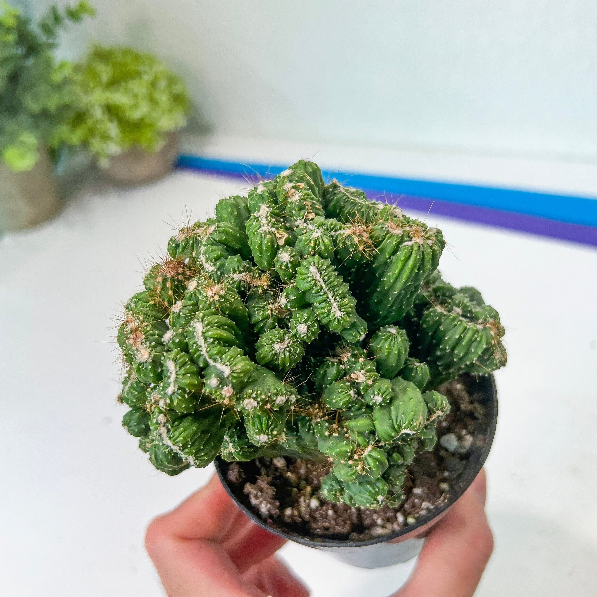 Rare- Cereus Pervanianus Yoke Num Chote (#A14) | Rare Cactus | 3.5" Planter