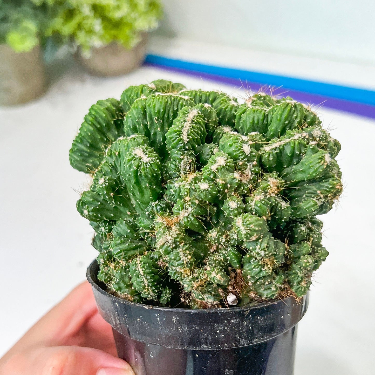 Rare- Cereus Pervanianus Yoke Num Chote (#A14) | Rare Cactus | 3.5" Planter