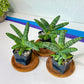 Sansevieria Manne (#RA14) | Imported House Plants | Indoor Snake plant | 2" Planter