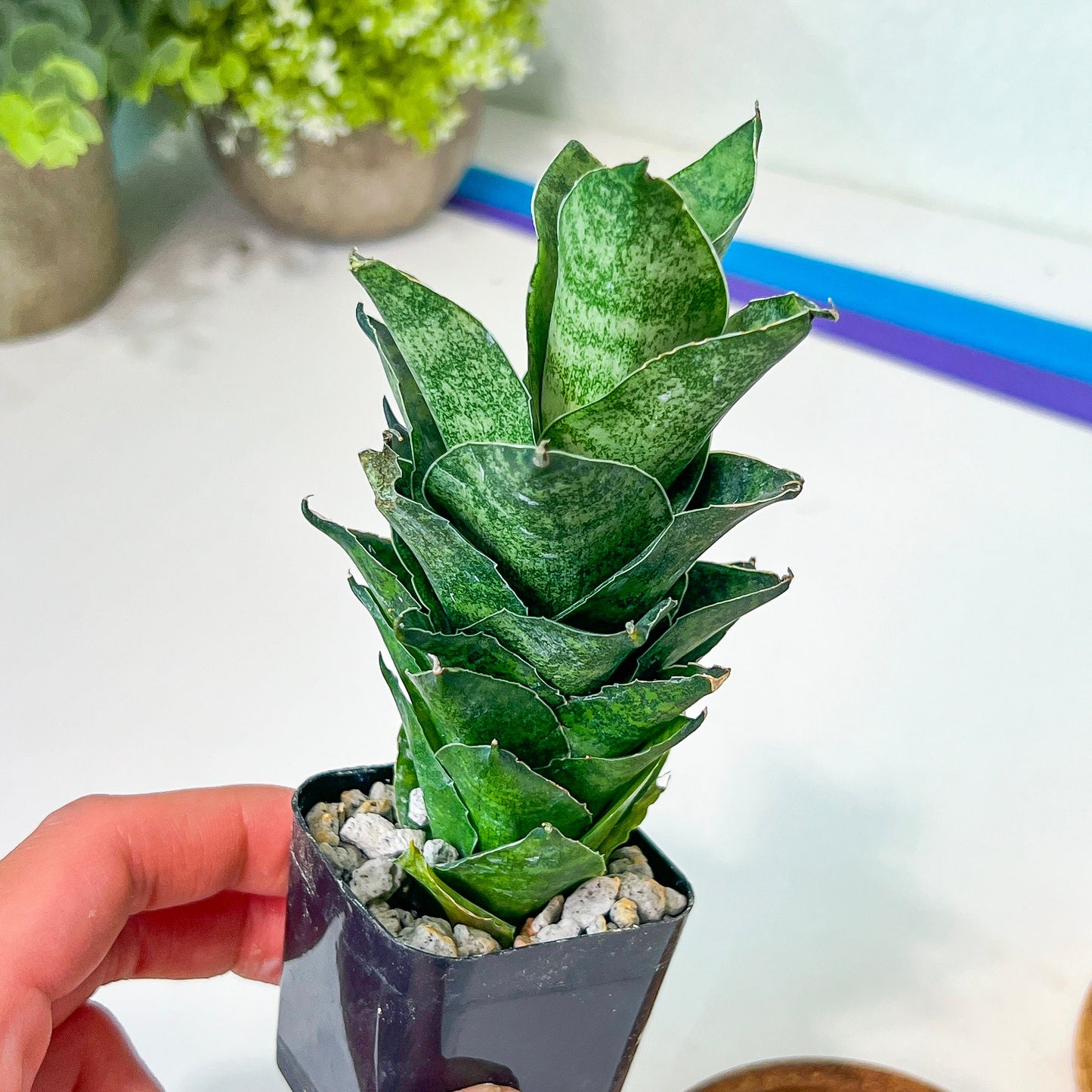 Sansevieria Mahanakron (#RA15) | Imported Indoor Snake plant | 2" Planter