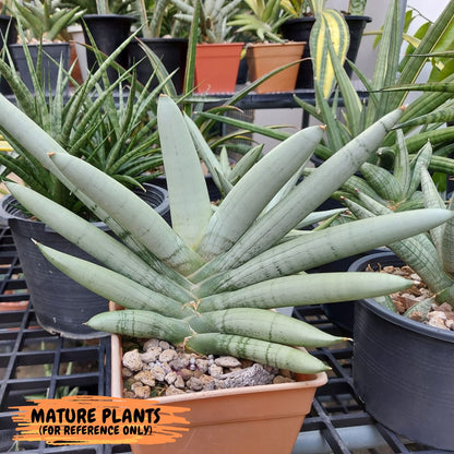 Sansevieria Boncel Platinum (#A5) | Imported Snake Plants