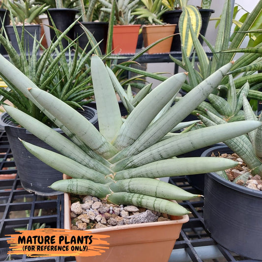 Sansevieria Boncel Platinum (#A5) | Imported Snake Plants