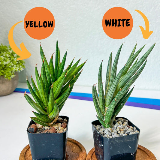 Sansevieria Francisii WHITE Variegated (#RA18) | Imported House Plants | Indoor Snake plant