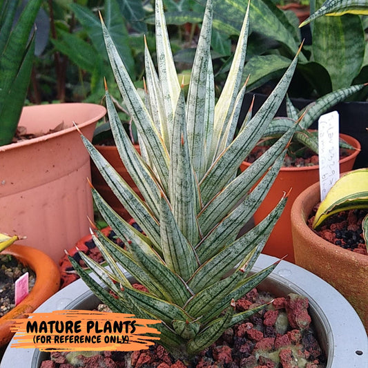 Sansevieria Francisii WHITE Variegated (#RA18) | Imported House Plants | Indoor Snake plant