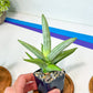 Sansevieria Iceman (#RA17) | Imported House Plants | Indoor Snake plant | 2" Planter