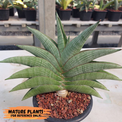 Sansevieria Hobbit (#RA6) | Imported Hybrids