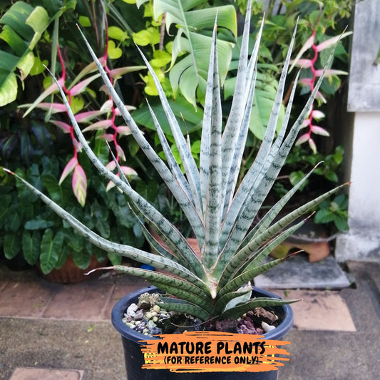 Sansevieria Blue Torch (PH17) | Imported Plants | Rare Hybrid Species