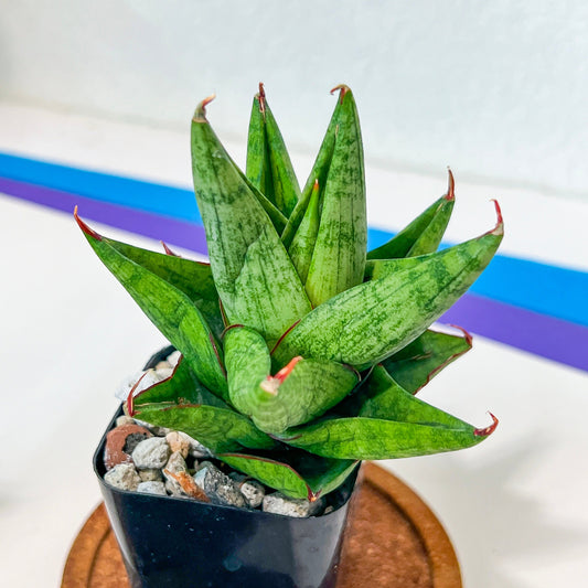 Sansevieria Snowlotus (#RA22) | Imported Indoor Snake Plant | 2" Planter