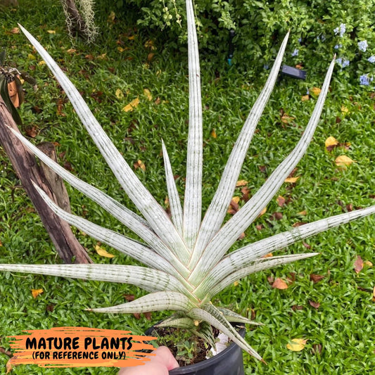 Sansevieria Trident (#KW2) | Imported Indoor Snake Plant | 2" Planter
