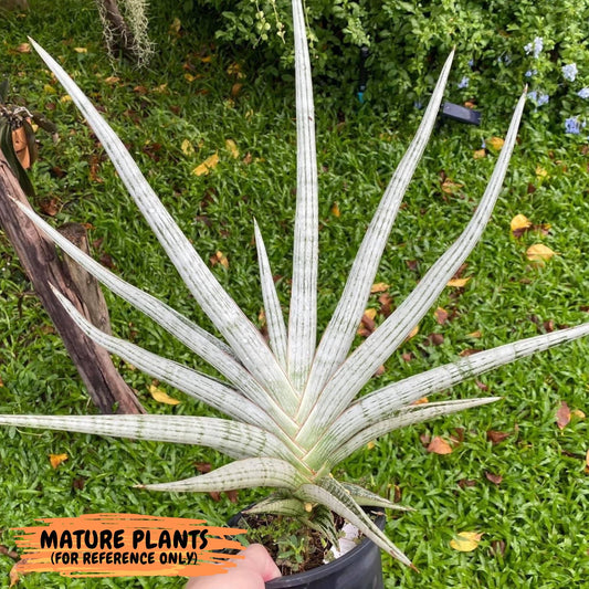 Sansevieria Trident (PH18) | Imported Indoor Snake Plant