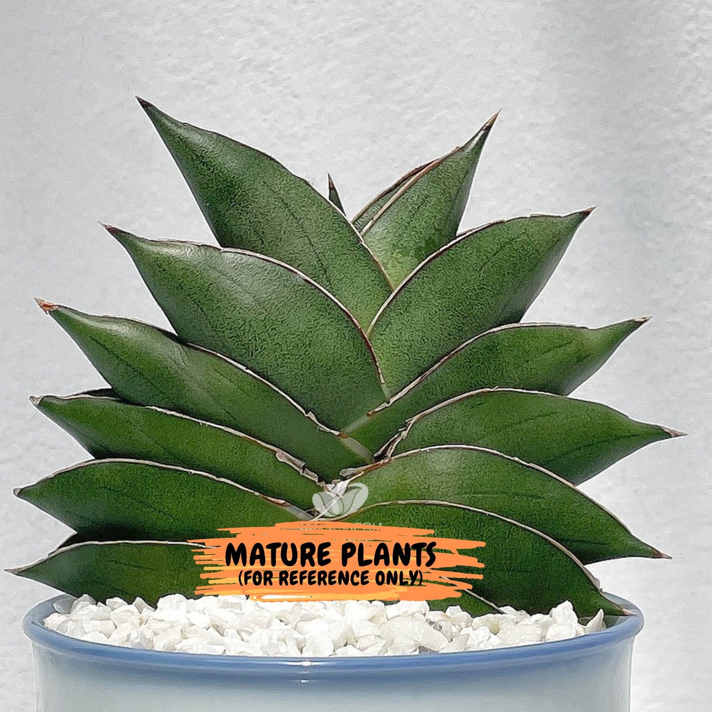 Sansevieria Bilbao (#AC42) | Imported Indoor Snake Plant | 2" Planter