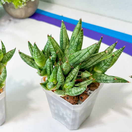 Sansevieria Mingmanee Cluster (#PH4) | Imported Indoor Snake Plant | 2.5" Planter