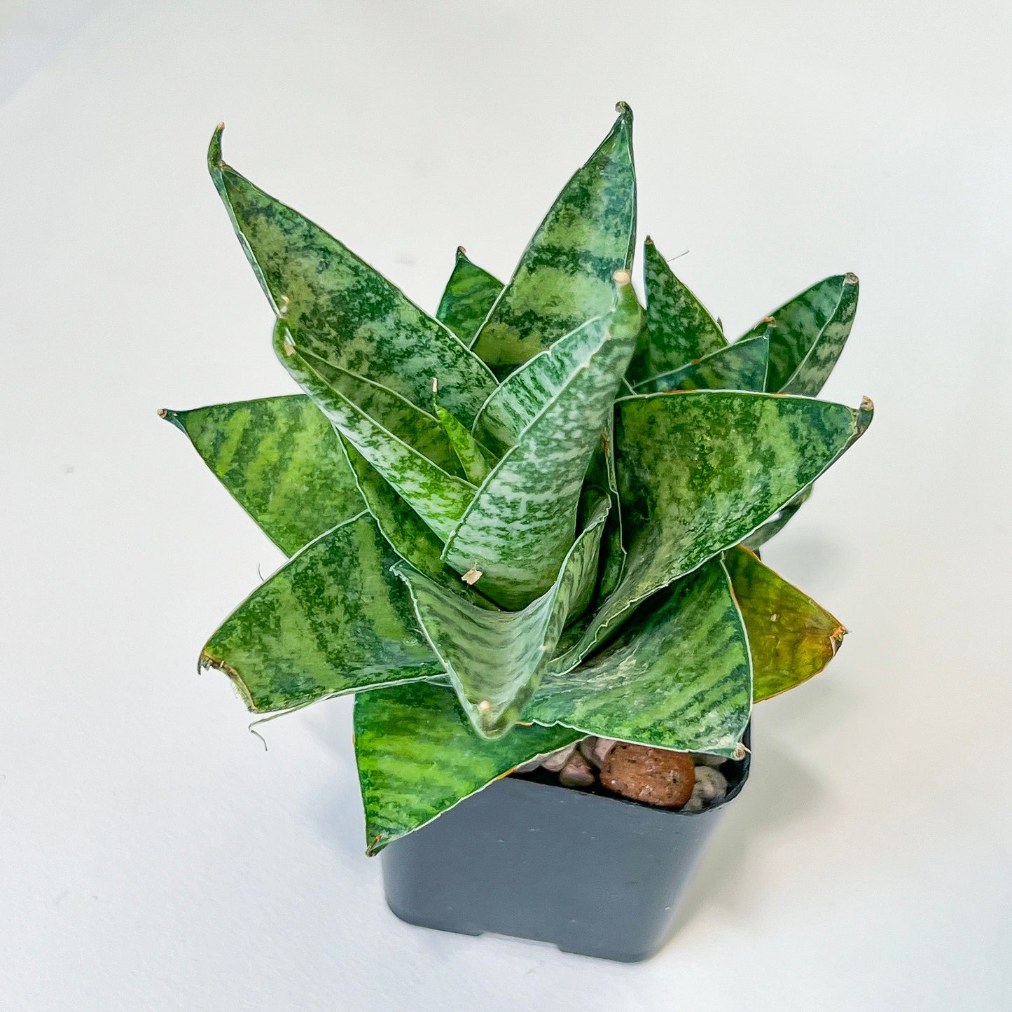 Sansevieria Otello (#PH5) | Imported Indoor Snake Plant | 2" Planter