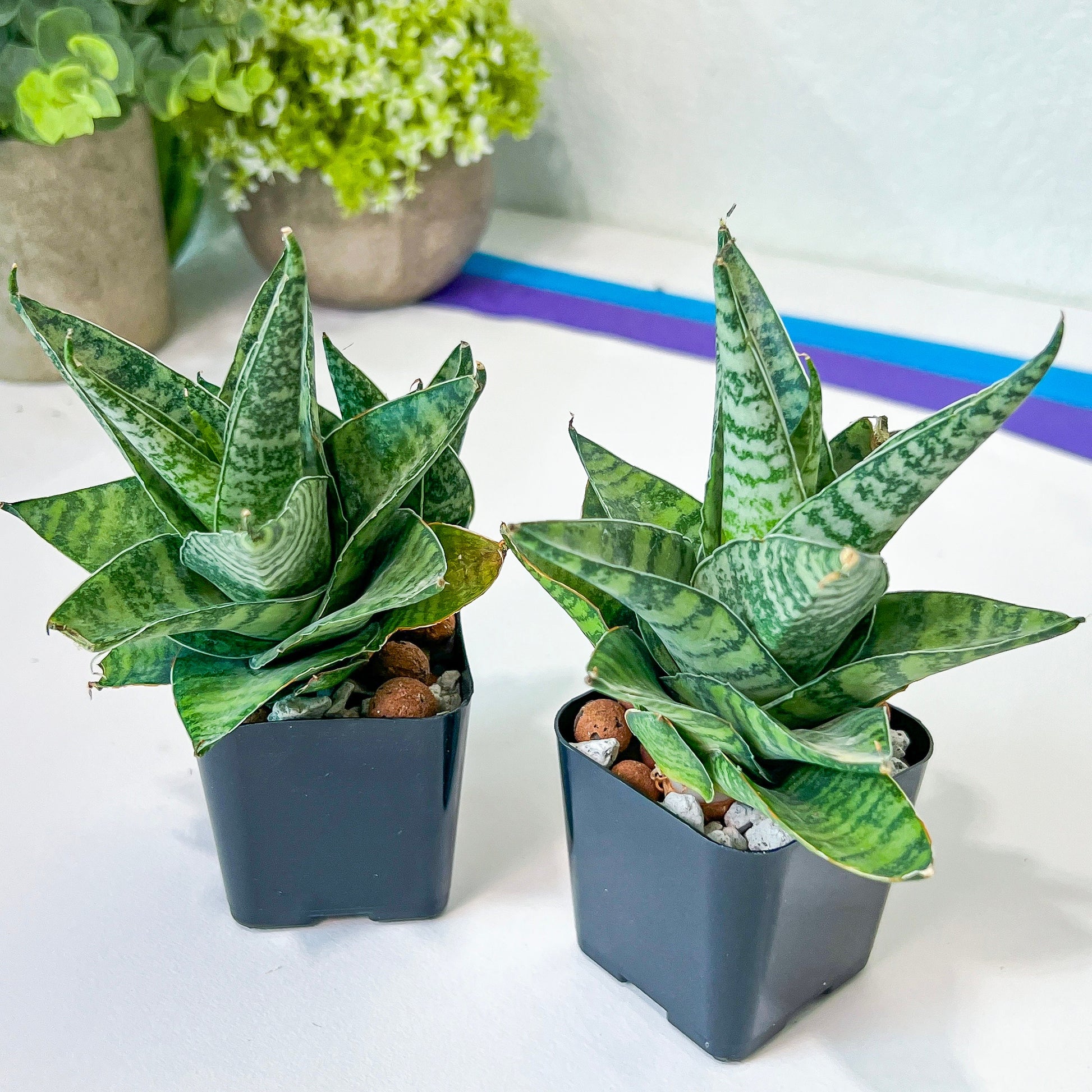 Sansevieria Otello (#PH5) | Imported Indoor Snake Plant | 2" Planter