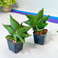 Sansevieria Opera House (#AC40) | Imported Indoor Snake Plant | 2" Planter