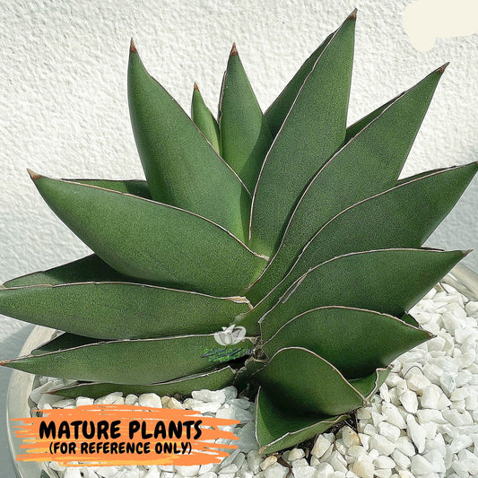 Sansevieria Opera House (#RA28) | Imported Indoor Snake Plant