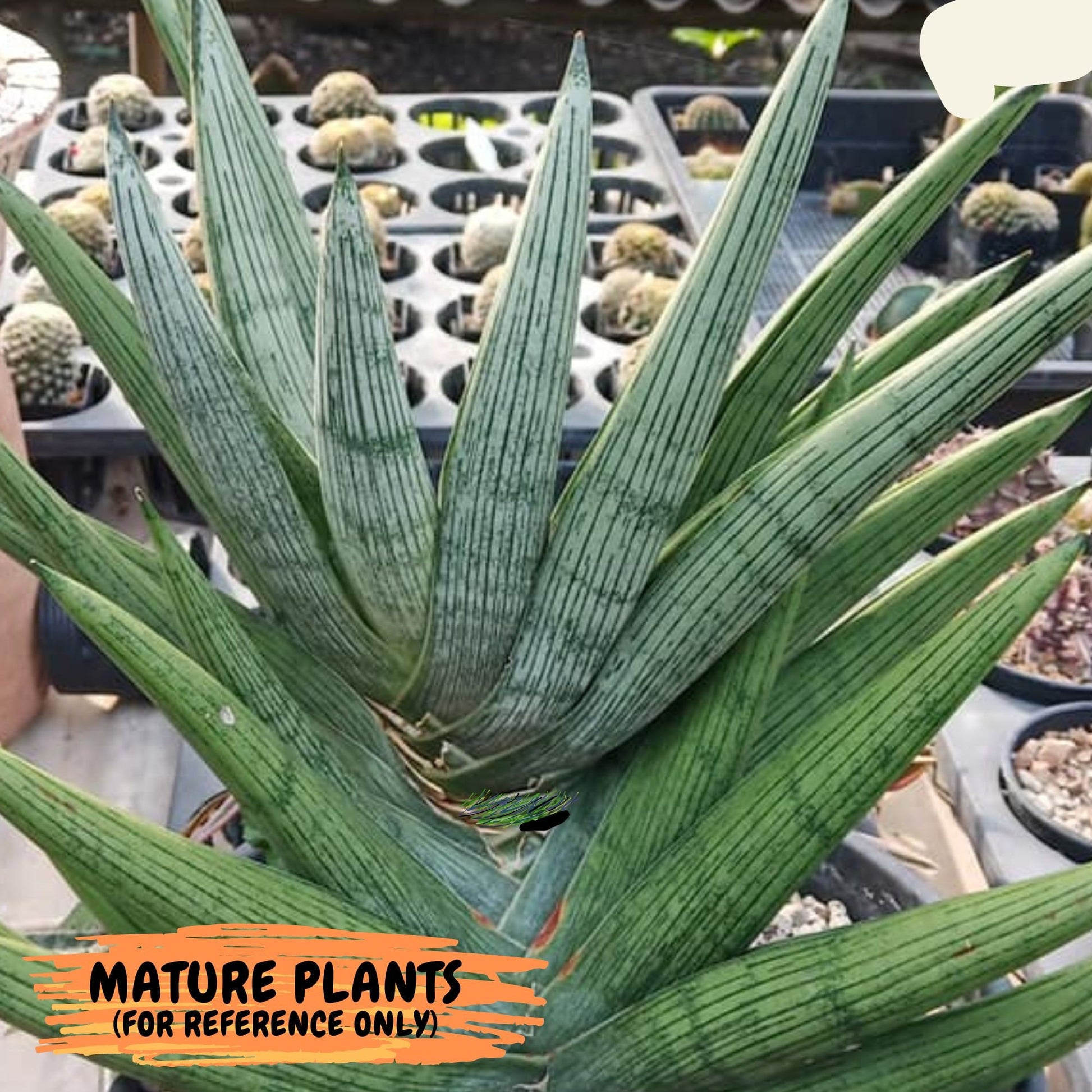 Sansevieria Rookie (#PH7) | Imported Indoor Snake Plant | 2" Planter