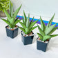 Sansevieria Silent Song (#PH11) | Imported Indoor Snake Plant | 2.5" Planter