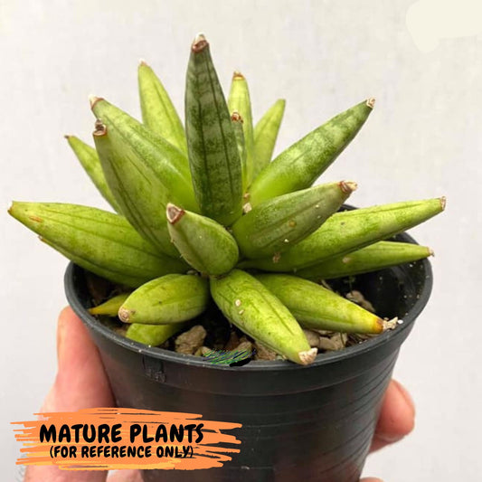 Sansevieria Hedgehog (#PH10) | Very Rare, limited amount | 2.5" Planter