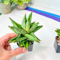 Sansevieria Apollo (#PH15) | Imported Indoor Snake Plant | 2" Planter