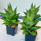 Sansevieria Apollo (#PH15) | Imported Indoor Snake Plant | 2" Planter