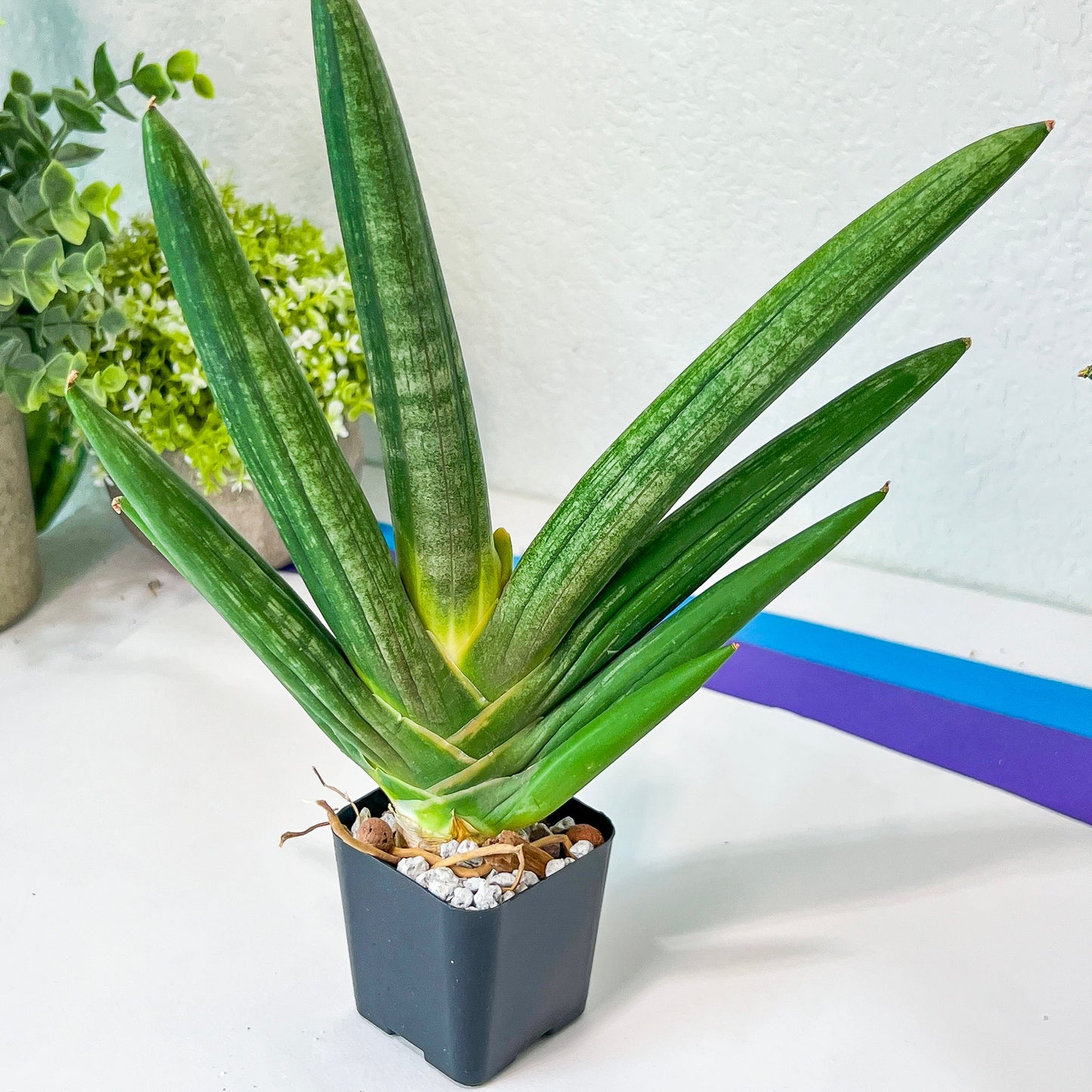 Sansevieria Boncel shadow (#PH16) | Imported Indoor Snake Plant | 2" Planter