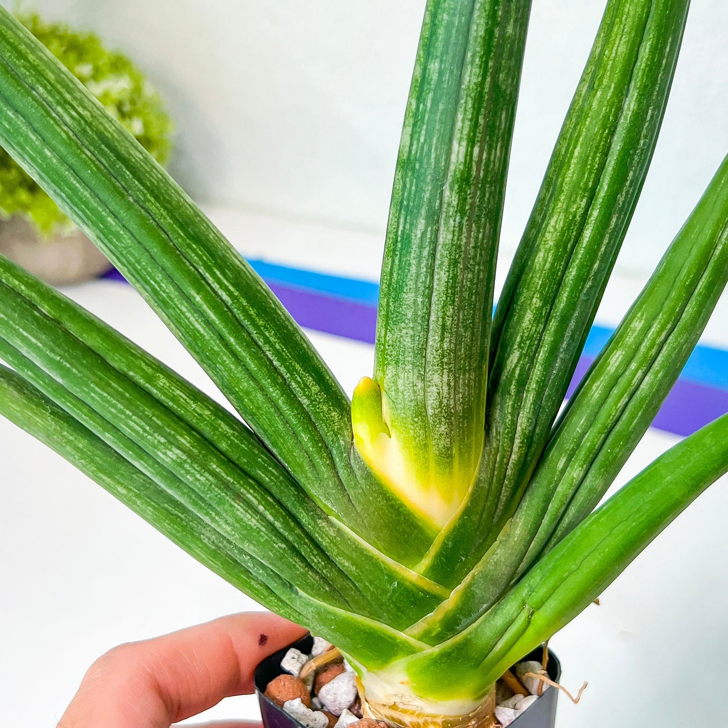 Sansevieria Boncel shadow (#PH16) | Imported Indoor Snake Plant | 2" Planter