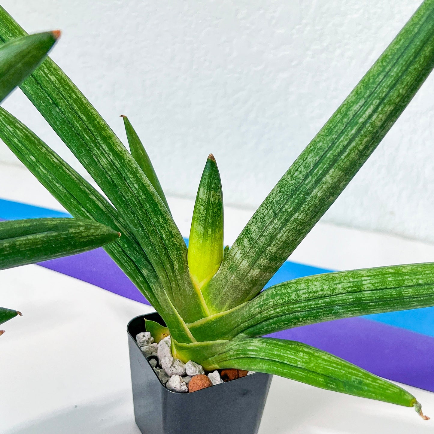 Sansevieria Boncel shadow (#PH16) | Imported Indoor Snake Plant | 2" Planter