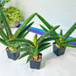 Sansevieria Boncel shadow (#PH16) | Imported Indoor Snake Plant | 2" Planter