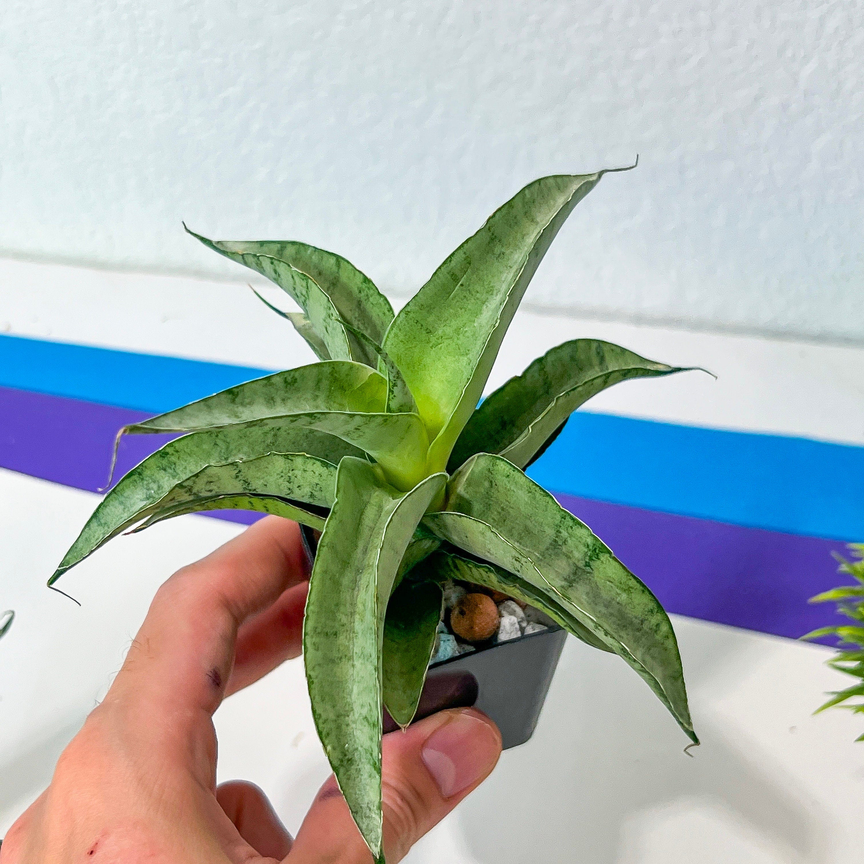 Sansevieria Hybrid ‘Dancing store Lady’